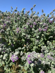 Pseudodictamnus africanus