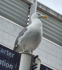 Larus fuscus