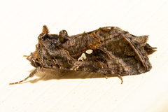 Autographa precationis