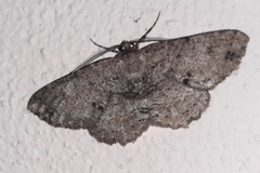 Melanolophia canadaria