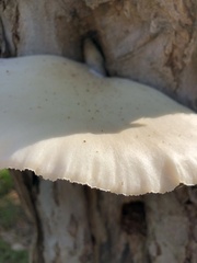 Pleurotus dryinus