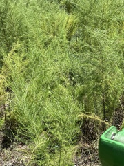Eupatorium compositifolium