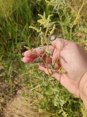 Atriplex tatarica