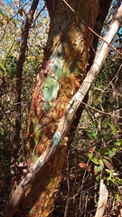 Commiphora leptophloeos