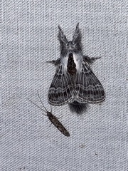 Tolype distincta