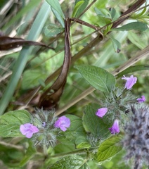Clinopodium vulgare