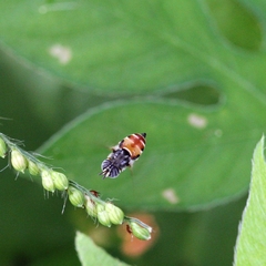 Paragus