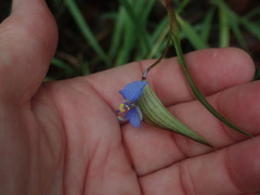 Commelina dianthifolia