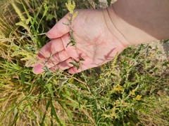 Atriplex tatarica