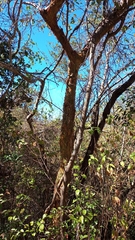 Commiphora leptophloeos