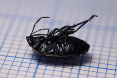 Canthophorus melanopterus