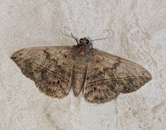 Anticarsia gemmatalis