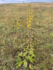 Solidago squarrosa