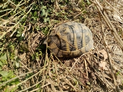 Testudo hermanni