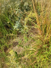 Atriplex tatarica