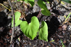 Ipomoea amnicola