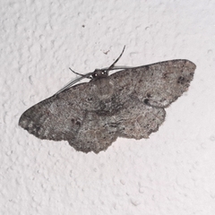 Melanolophia canadaria