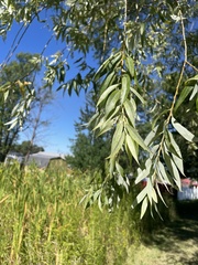 Salix alba