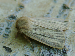 Mythimna pudorina