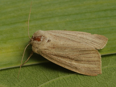 Mythimna pudorina