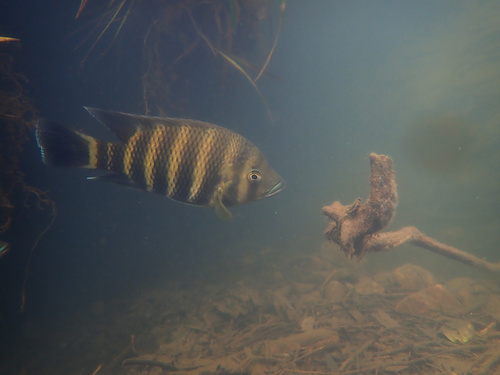 Zebra-tilapia (Heterotilapia buttikoferi) — Cichlidae