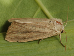 Mythimna pudorina