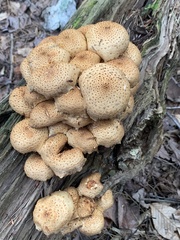 Pholiota squarrosoides