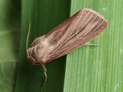 Mythimna pudorina