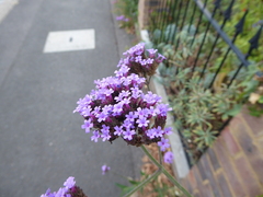 Verbena bonariensis