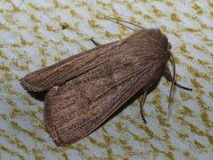 Mythimna pudorina