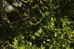 Heliconius charithonia
