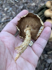 Pholiota squarrosoides