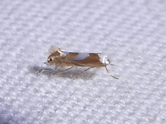 Phyllonorycter fitchella