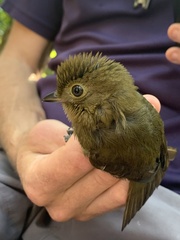 Brown-Winged Schiffornis photo 2