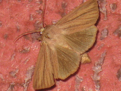 Mythimna pudorina