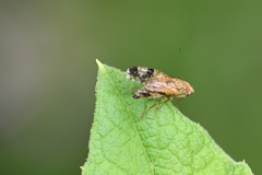 Tephritis bardanae