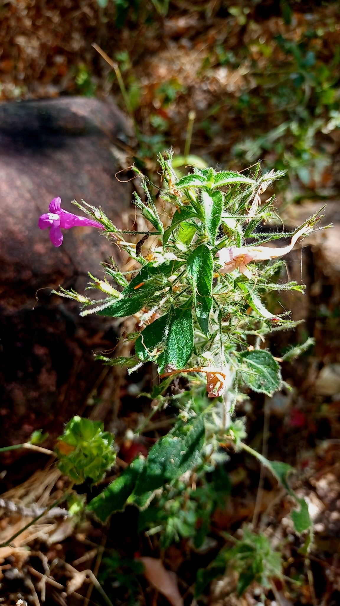 Ruellia inundata