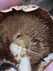 Pholiota squarrosoides
