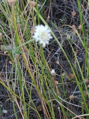 Cephalaria leucantha