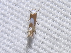 Phyllonorycter fitchella