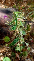 Ruellia inundata