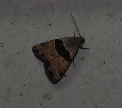 Cobubatha lixiva