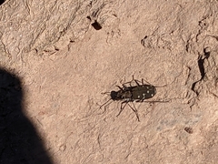 Cicindela duodecimguttata