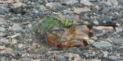 Celithemis elisa