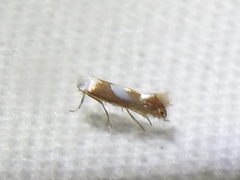 Phyllonorycter fitchella