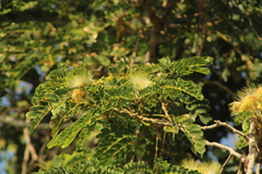 Albizia lebbeck