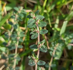 Euphorbia velleriflora