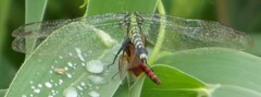 Celithemis elisa
