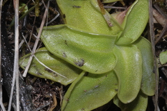 Pinguicula