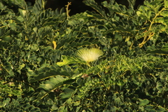 Albizia lebbeck